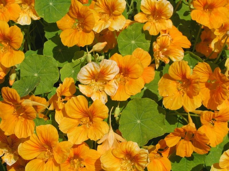 http://labelme.csail.mit.edu/Images/static_web_tinyimagesdataset/n/nasturtium/nasturtium_000004.jpg