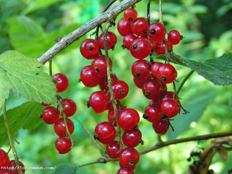 http://labelme.csail.mit.edu/Images/static_web_tinyimagesdataset/r/red_currant/red_currant_000002.jpg